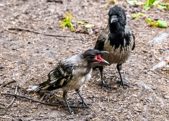 red winged blackbird