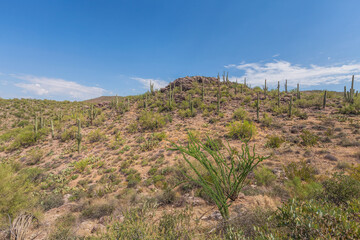Fototapeta na wymiar View of desert cactuses at Apache trail area in Arizona, USA