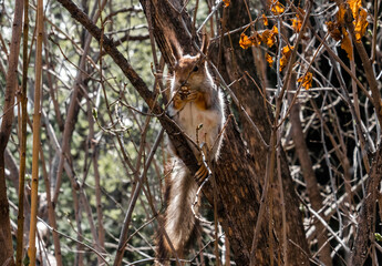 squirrel in the tree