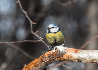 a bird