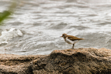 seagull on the beach