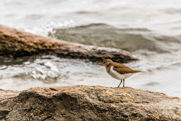 gull on the beach