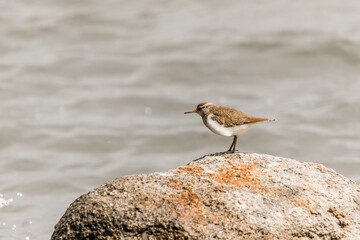 seagull on the beach