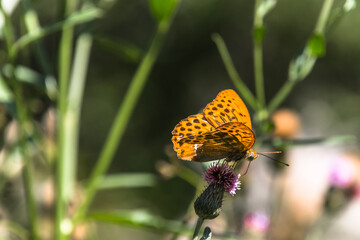 butterfly on a flower