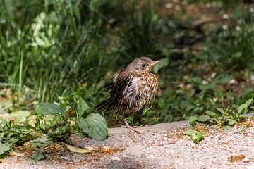 sparrow on the grass
