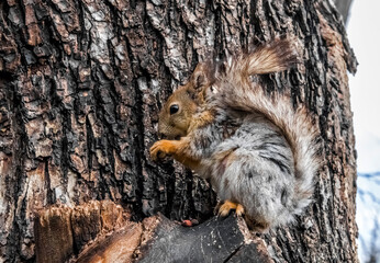 squirrel on a tree