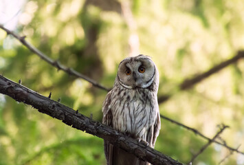great horned owl