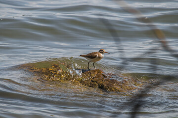 duck in the water