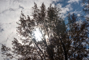 tree silhouette, on a cloudy day