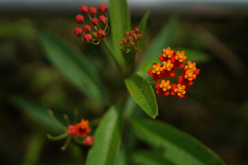 Close up orange and red flowers
