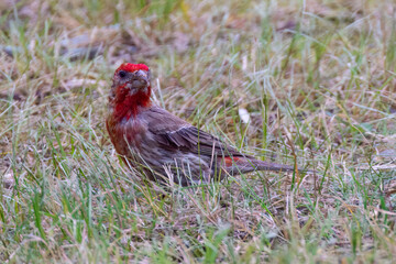 House Finch With Red Head And Distinct Purple Feathers. Male House-finch Bird With Red Throat, Taken In New England, USA