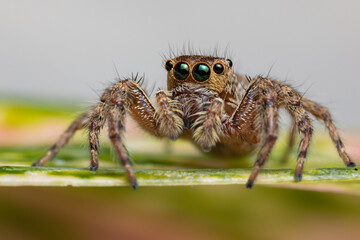 Jumping spider on pink flowers in the garden. Hyus spider on flowers with green background.
