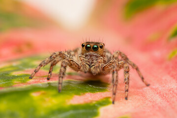 Jumping spider on pink flowers in the garden. Hyus spider on flowers with green background.