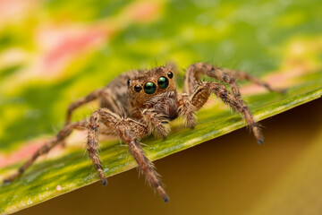 Jumping spider on pink flowers in the garden. Hyus spider on flowers with green background.