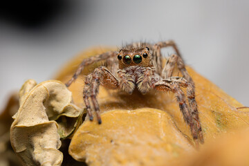 Jumping spider on pink flowers in the garden. Hyus spider on flowers with green background.