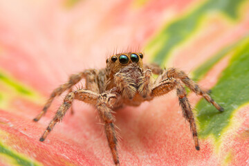 Jumping spider on pink flowers in the garden. Hyus spider on flowers with green background.