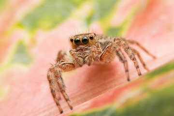 Jumping spider on pink flowers in the garden. Hyus spider on flowers with green background.