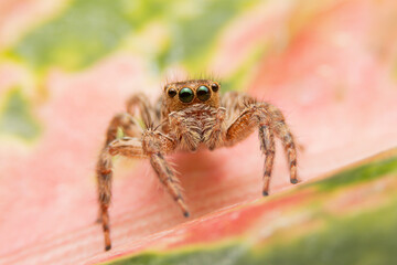 Jumping spider on pink flowers in the garden. Hyus spider on flowers with green background.