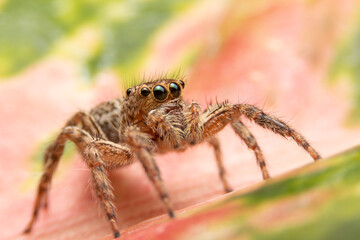 Jumping spider on pink flowers in the garden. Hyus spider on flowers with green background.