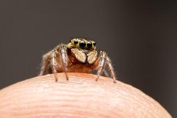 Jumping spider on pink flowers in the garden. Hyus spider on flowers with green background.