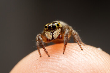 Jumping spider on pink flowers in the garden. Hyus spider on flowers with green background.