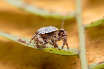 Jumping spider on pink flowers in the garden. Hyus spider on flowers with green background.