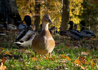 Duck in the park by the lake or river. Nature wildlife mallard duck on a green grass. Close up ducks, see the details and expressions of ducks. Selective focus, blurred background