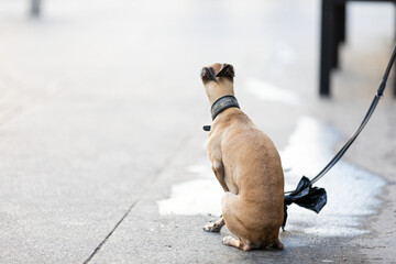 Dog waiting for his owner
