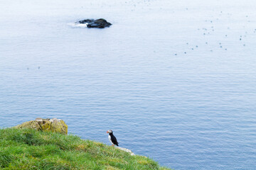 Atlantic puffin from Borgarfjordur fjord, east Iceland