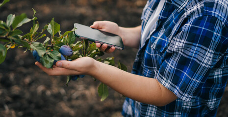 Close-up view of an agronomist's hands holding a mobile phone with blank screen, examining the fruits of the trees and recording the observations. Agricultural