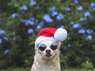 brown   Chihuahua dog wearing sunglasses and  Santa Claus hat sitting on green grass in the garden with purple flowers background, copy space, looking at camera. Christmas and New year celebration.