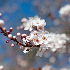 Blühende Wilde Mirabelle, Prunus cerasifera, im Frühling