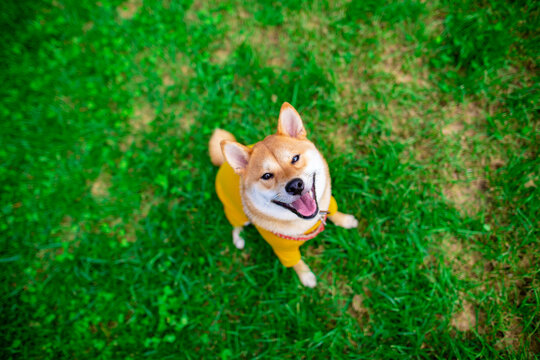 Adorable Shiba Inu sitting on green grass, Shiba inu dog standing on the grass in park,