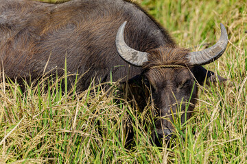 Water Buffalo feeding in the rice fields on northern Luxon