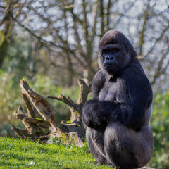 Flachlandgorilla