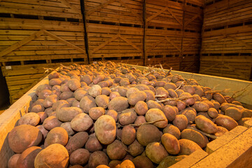 Récolte pomme de terre. Empilement de pallox en chambre froide. Variété Manitou (rouge du nord)