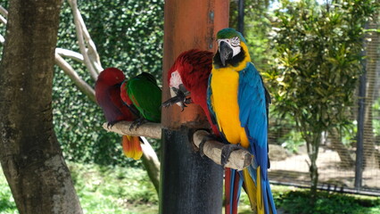 blue and yellow macaw