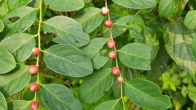 Breynia berry in the plant. This plant found in Indian forest. A beautiful wild red fruit. The fruit of this plant is used an ingredient in medicine to cure skin diseases.
