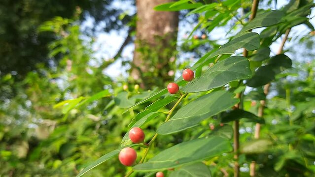 Breynia berry in the plant. This plant found in Indian forest. A beautiful wild red fruit. The fruit of this plant is used an ingredient in medicine to cure skin diseases.