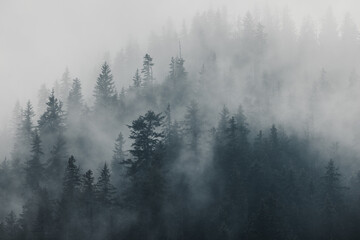Moody fog in the mountain forest - 539363486