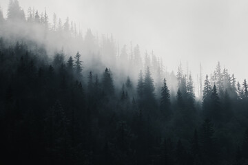 Moody fog in the mountain forest
