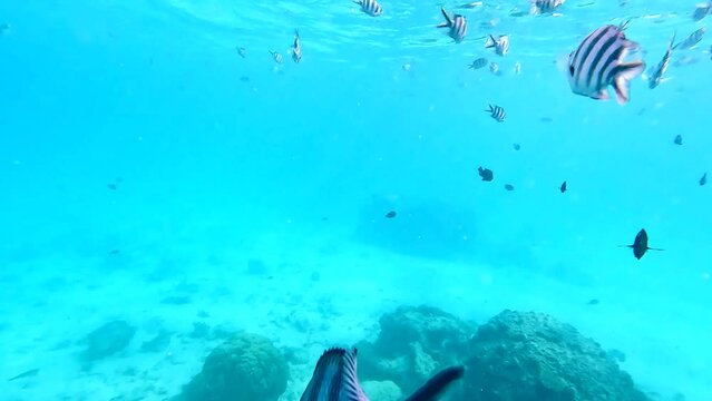 Swimming with Scissortail Sergeants in clear waters of Zanzibar. Gimbal, underwater