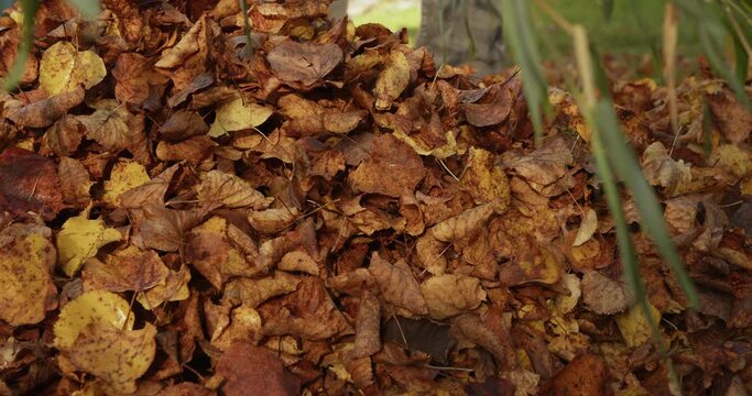 Person raking leaves into a pile. Close up shot, Slow motion 60fps