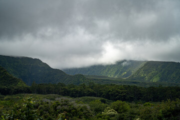 Obraz na płótnie Canvas Jungle in a cloudy day