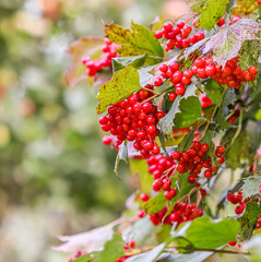 Red berries of viburnum on the branches in the garden. Blurred autumn background