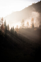 First rays of the sun above the forest