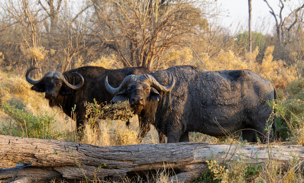 Dagga boys are cape buffalo bulls excluded from the herd