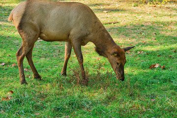 brown elk is feeding on grass in the field