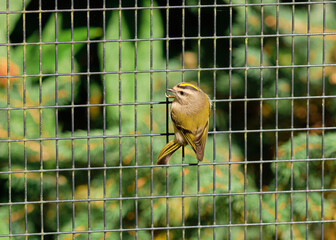 Obraz premium close up view of a Gold crest finch at the zoo