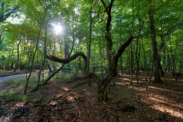 Forest road in the Apremont gorges